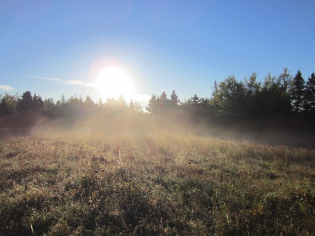 dawn at farm