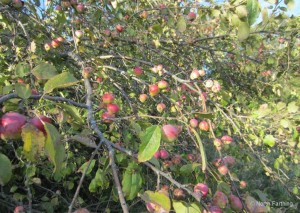 Apple Overload