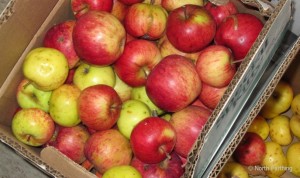First Apple Harvest