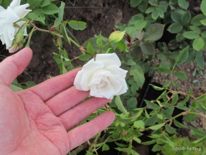 First Rose Planted