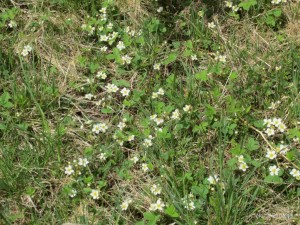 First Wild Ground Cover Flowers of Spring