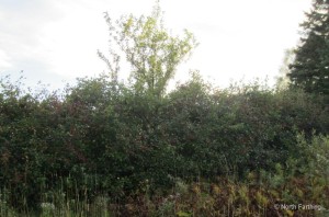 Hawthorn Hedge with Apple Behind