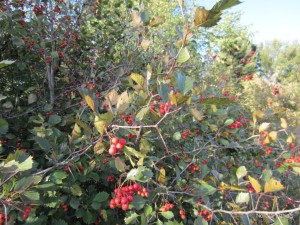 Hawthorn Berries