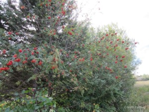 Hedgerow Hawthorns