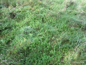 Native Groundcover