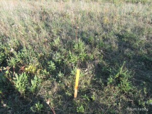 Native Pine Seedlings Grow Everywhere