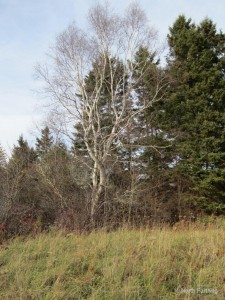 Queen Birch & King Pine