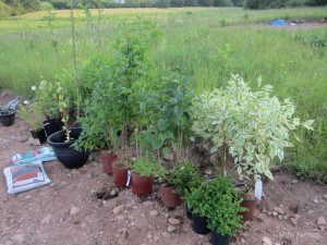Test Plants