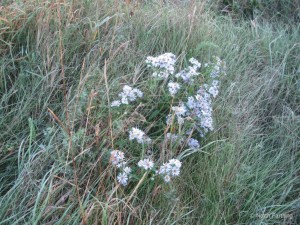 Wild Daisies if August