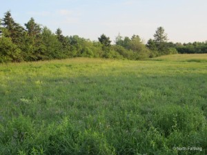 Wild Flower Meadow in July