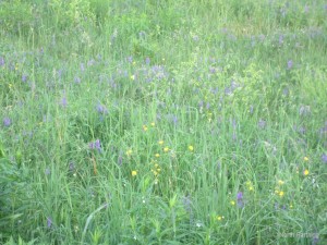 Wild Flowers Up Close