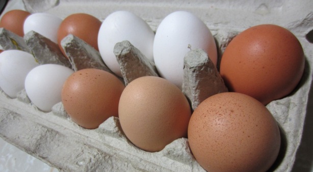free range eggs