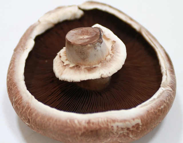 portobello mushroom
