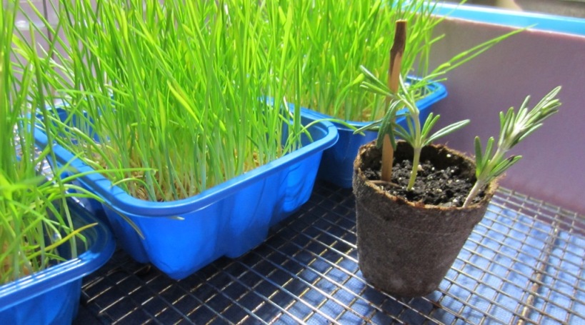 Wheatgrass and Rosemary