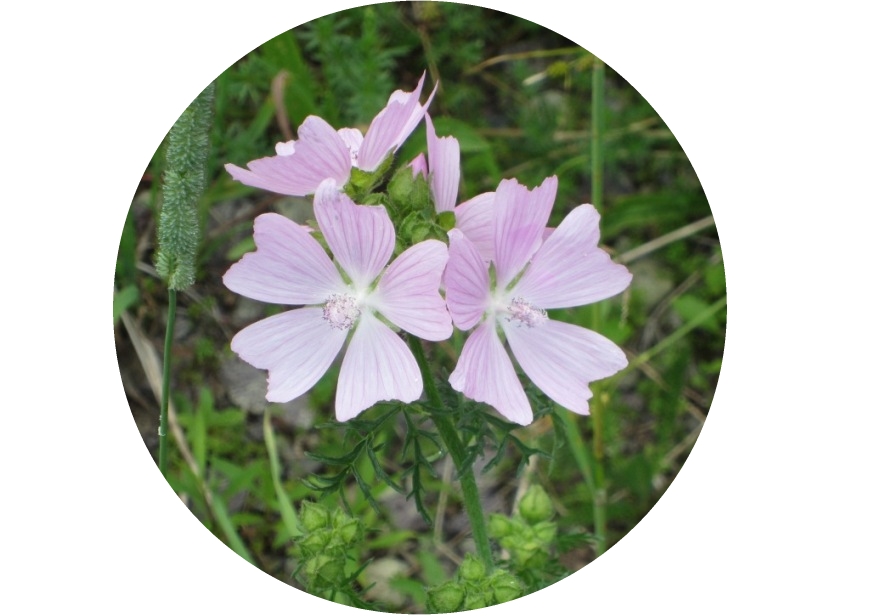 Canada Day 2016 Wildflower