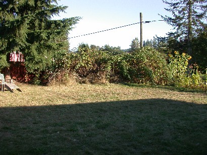 Blackberry Patch