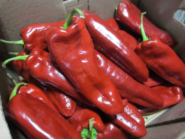 pepper surplus
