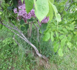 purple lilac needs rescue