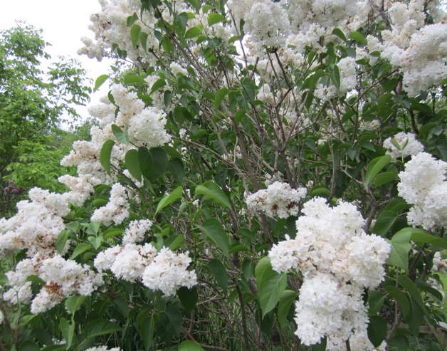 white lilacs in bloom
