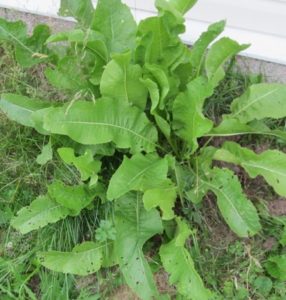 horseradish thriving