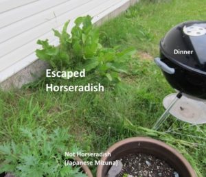 spare horseradish