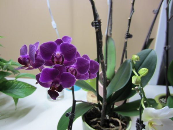 new purple orchid