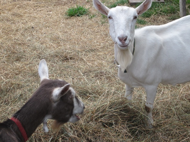 goats
