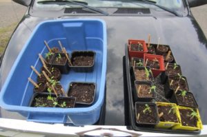 Seedlings Outdoors