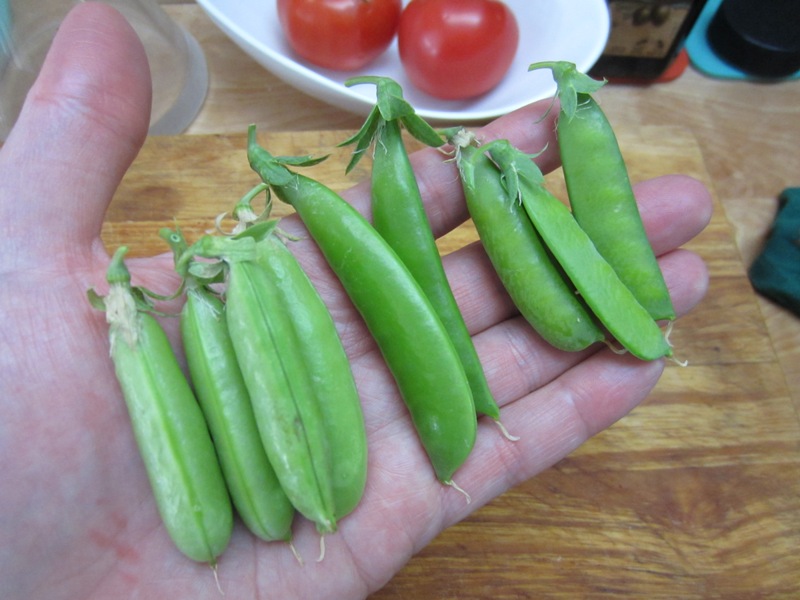 A slow day's worth of peas. Usually double this every morning.
