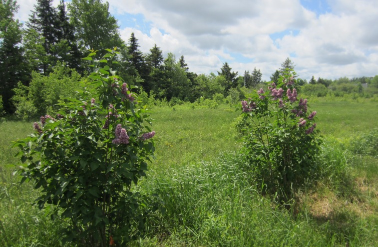 farm lilacs